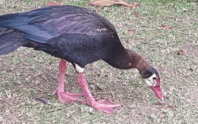 Meet the Spur-Winged Goose: Africa’s Feathered Oddball